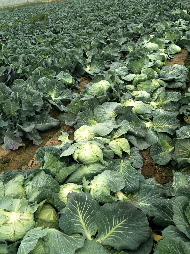 脆包菜连花白2~3公斤产地直供