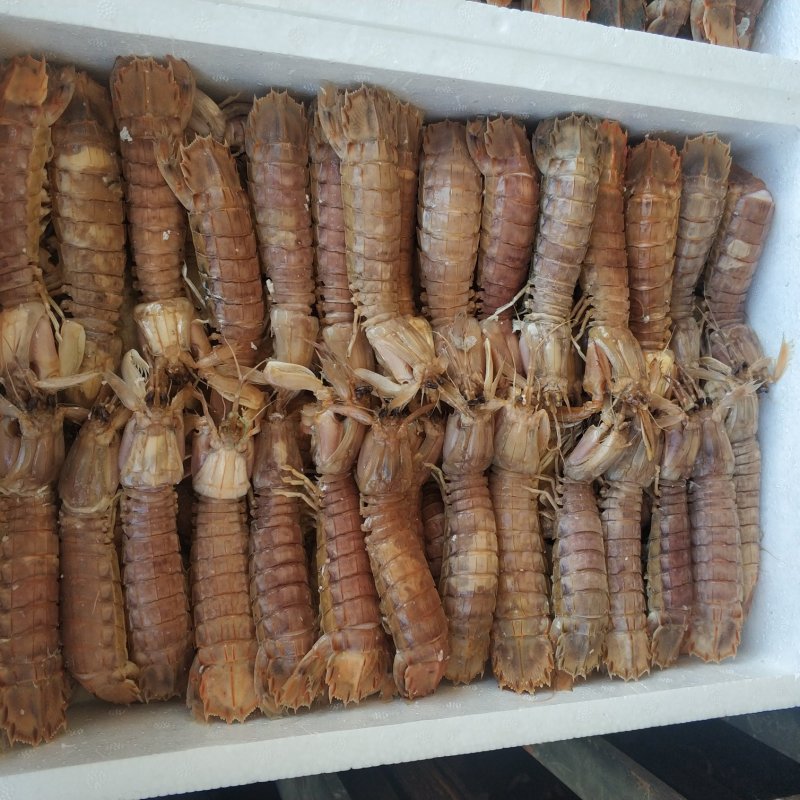 大号熟冻皮皮虾全母皮皮虾带黄虾爬子