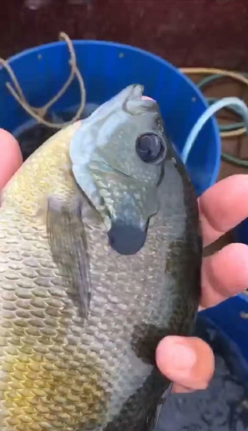 优质蓝鳃太阳鱼苗十自孵水花