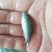 优质蓝鳃太阳鱼苗十自孵水花
