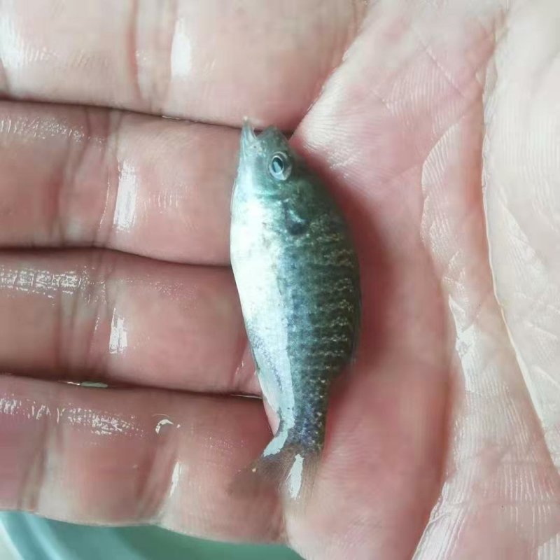 优质蓝鳃太阳鱼苗十自孵水花