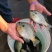 优质蓝鳃太阳鱼苗十自孵水花