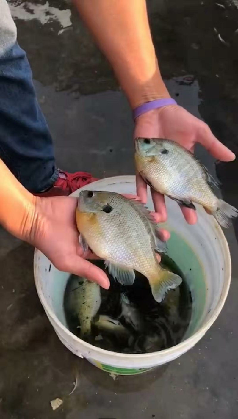 优质蓝鳃太阳鱼苗十自孵水花