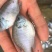 优质蓝鳃太阳鱼苗十自孵水花