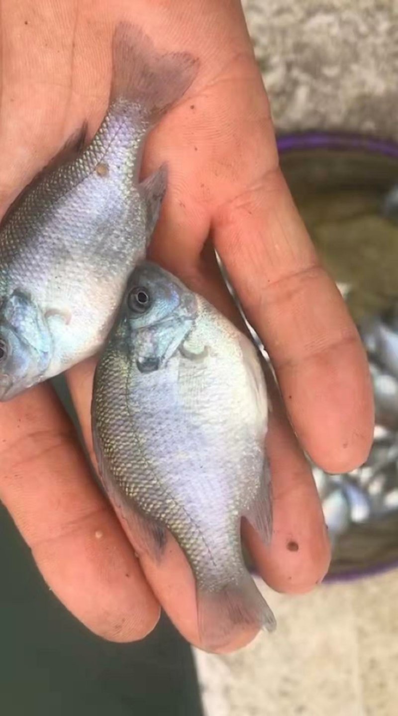 优质蓝鳃太阳鱼苗十自孵水花