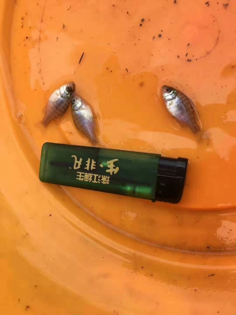 优质蓝鳃太阳鱼苗十自孵水花