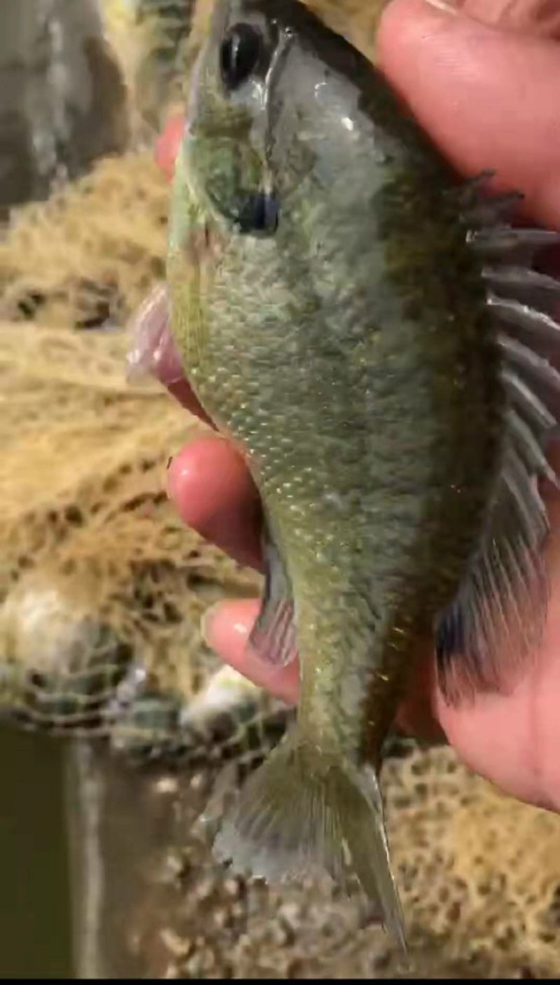 优质蓝鳃太阳鱼苗十自孵水花