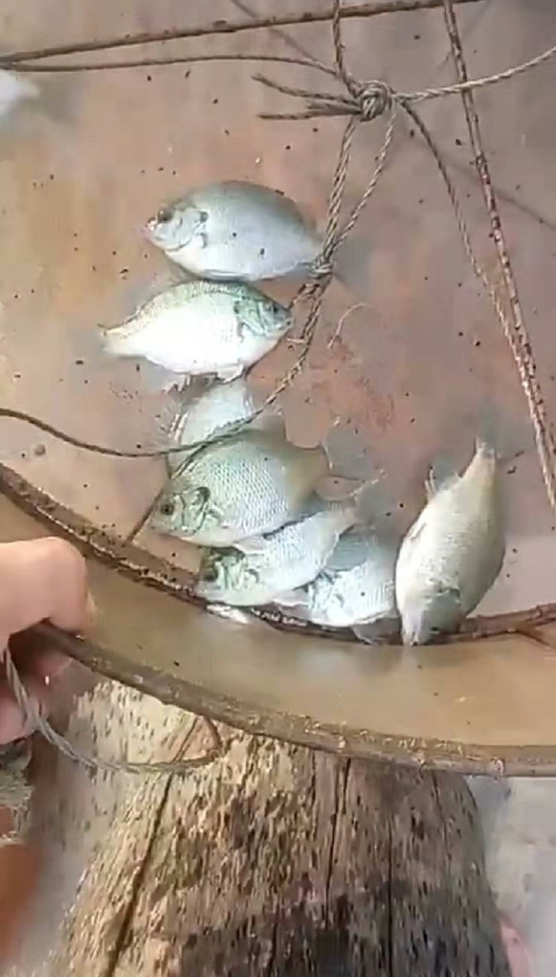 优质蓝鳃太阳鱼苗十自孵水花