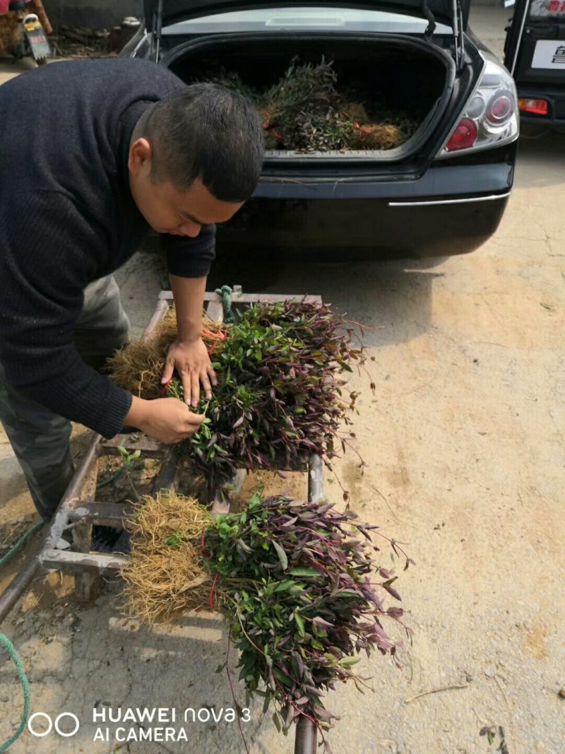 【有好货】红色金银花苗，金银花树桩盆景