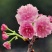 樱花苗樱花小苗樱花树苗日本晚樱苗日本晚樱小苗包邮