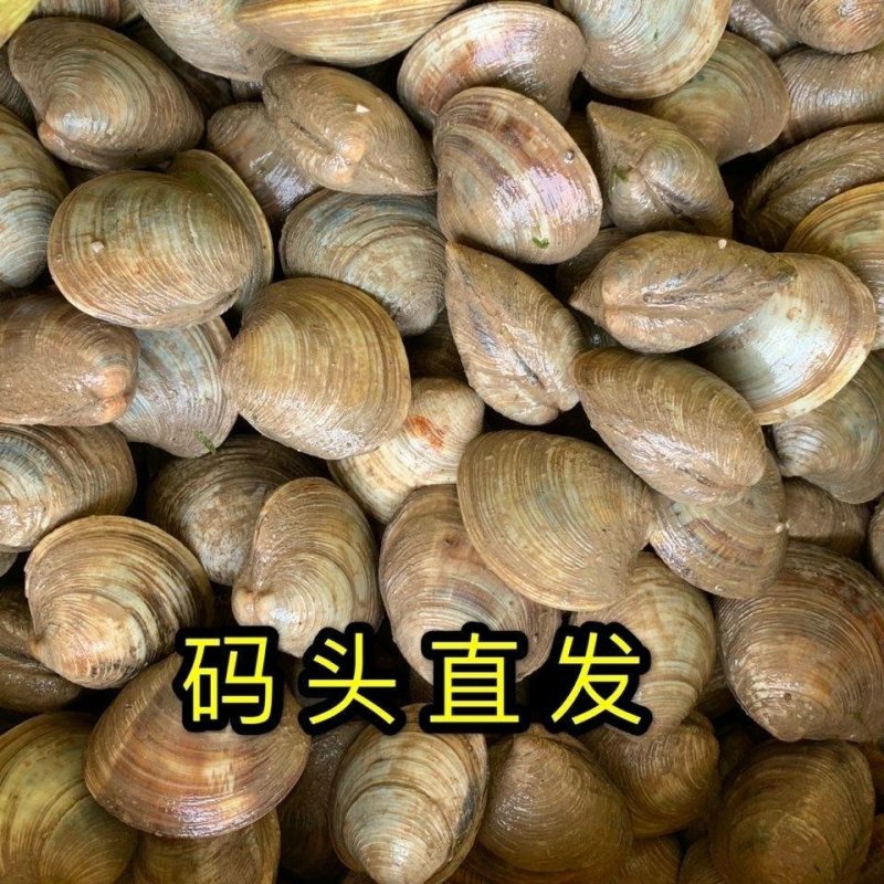 美贝美国贝蛤蜊四不像大蛤蜊无沙美贝