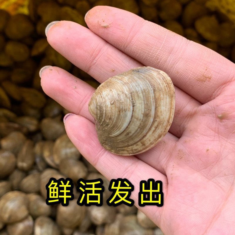 美贝美国贝蛤蜊四不像大蛤蜊无沙美贝