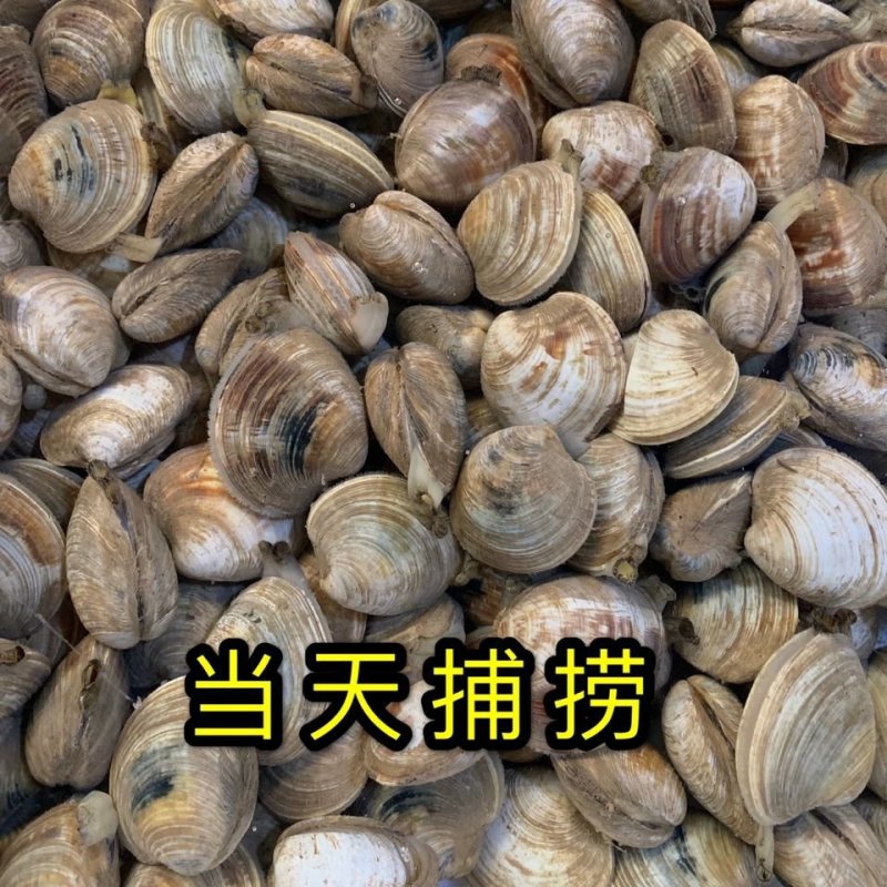 美贝美国贝蛤蜊四不像大蛤蜊无沙美贝