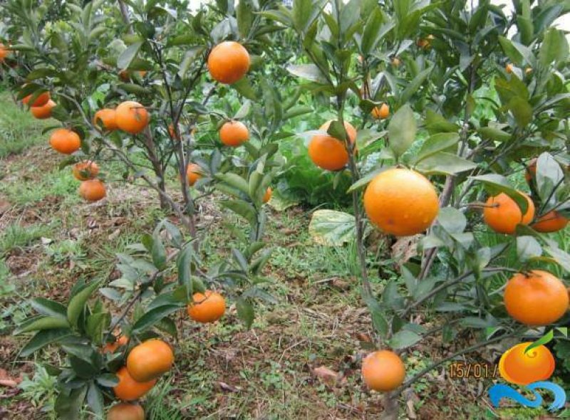 一级沃柑苗广西沃柑苗沃柑苗无核沃柑苗带土发货包邮