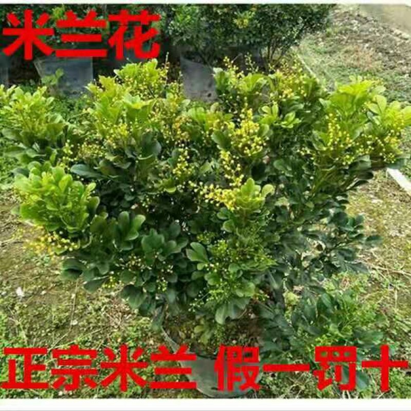 米兰花盆栽苗植物室内客厅阳台庭院四季开花浓香味不断小绿栽