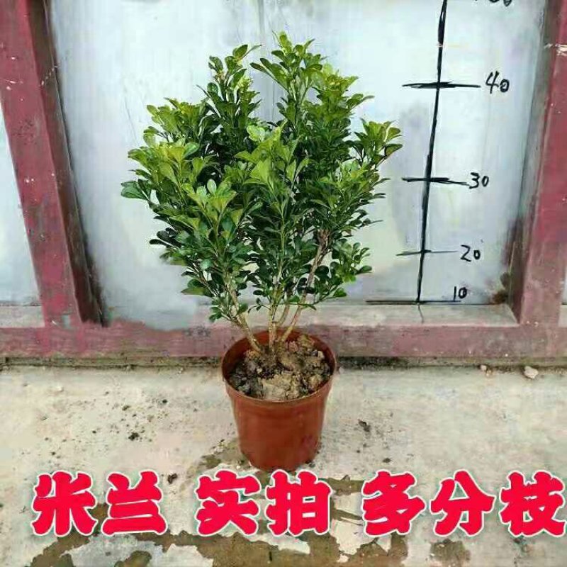 米兰花盆栽苗植物室内客厅阳台庭院四季开花浓香味不断小绿栽