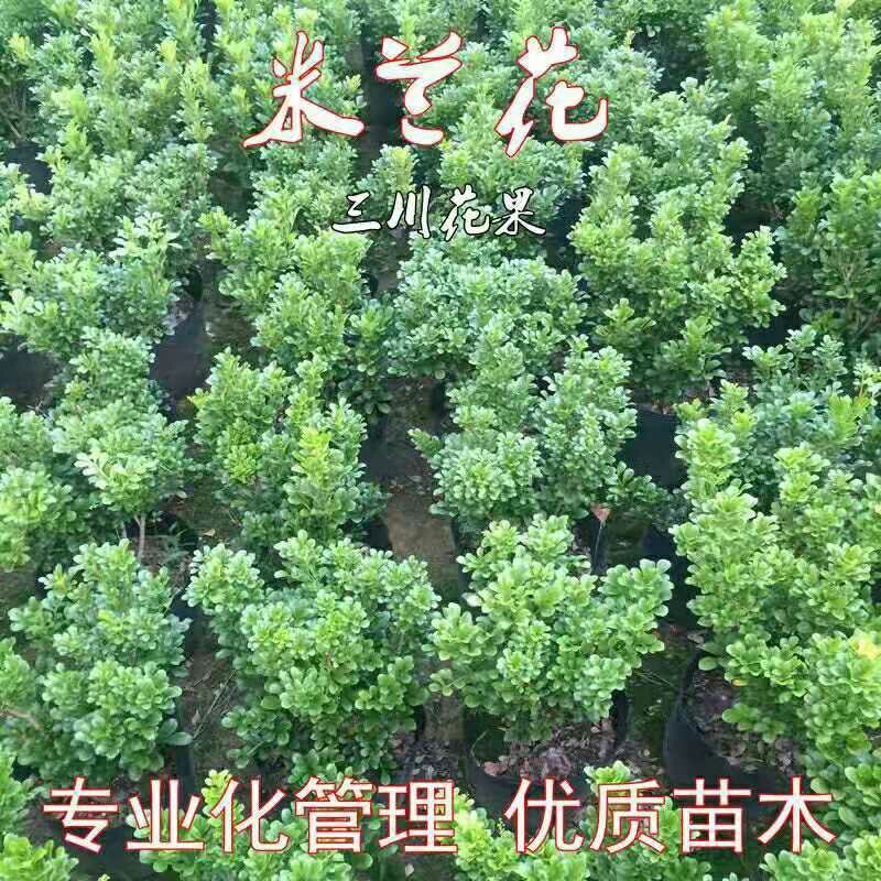 米兰花盆栽苗植物室内客厅阳台庭院四季开花浓香味不断小绿栽