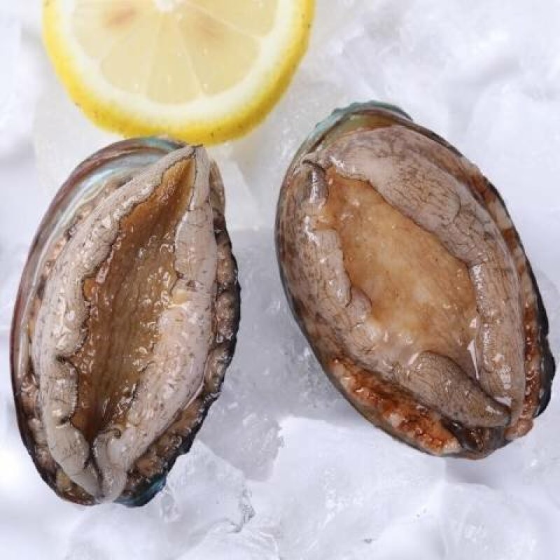 鲍鱼鲜活发货味道鲜美海鲜珍品
