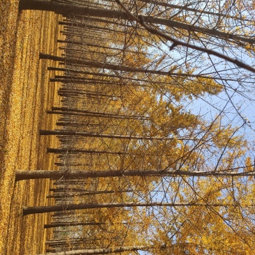 银杏树15-23公分大量供应