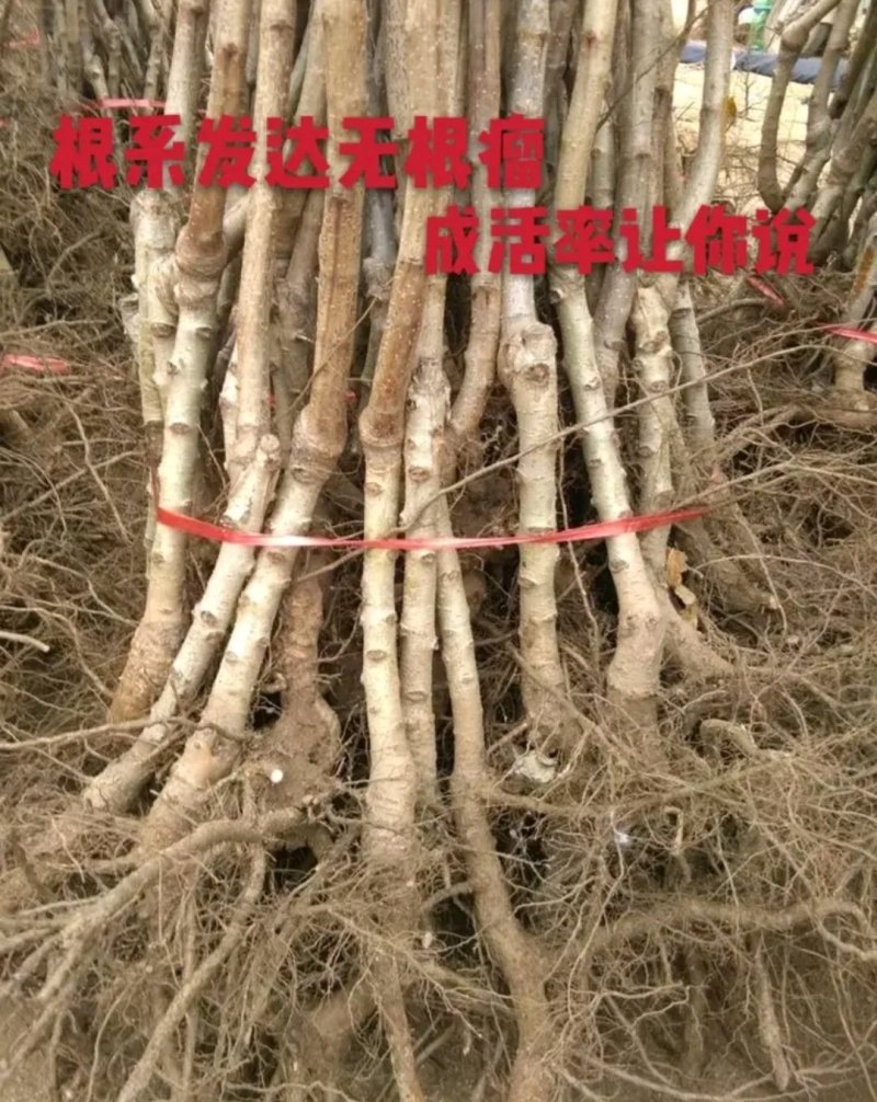甜红子山楂苗大金星山楂苗包正品包质量欢迎实地选苗