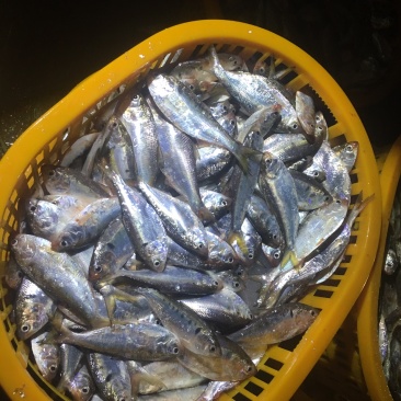 海王鱼