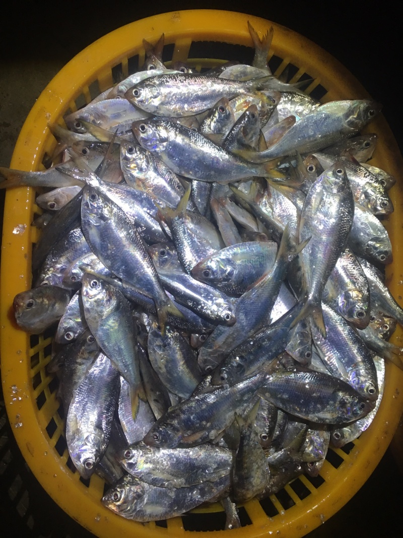海王鱼