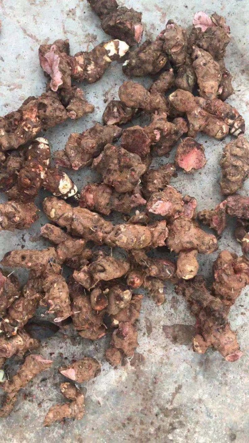 土伏苓，量大优惠