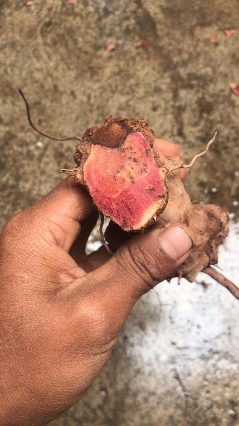 土伏苓，量大优惠