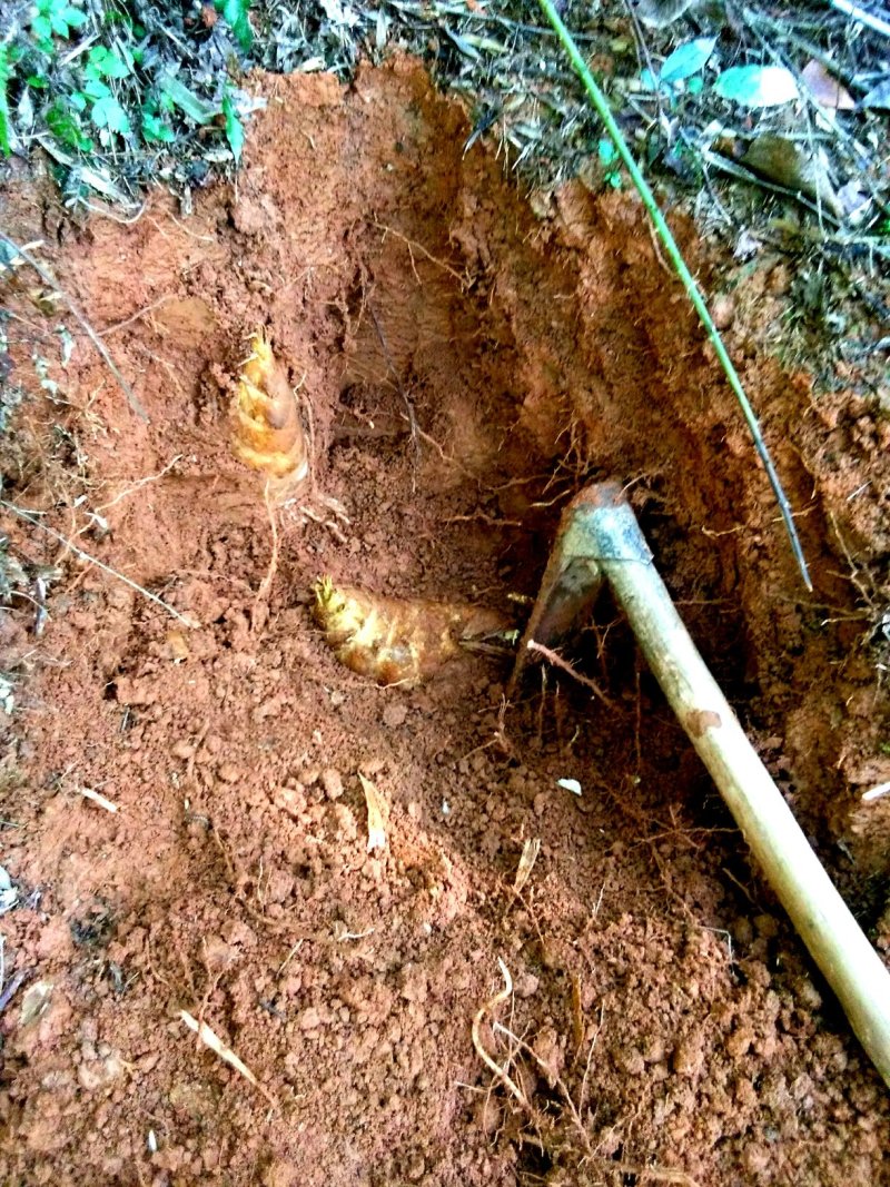 深山老农竹笋福建百益红泥笋基地自产直销
