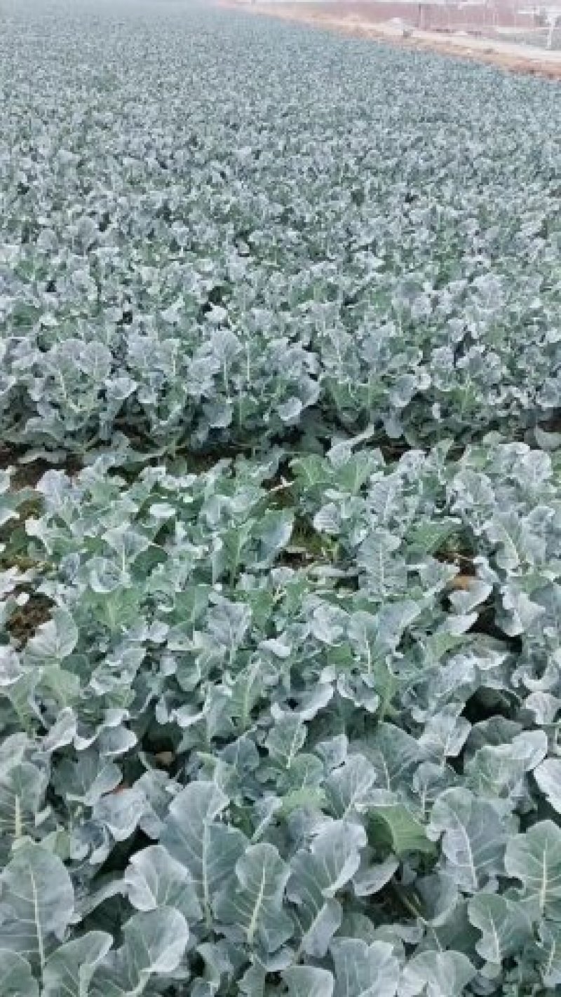 冷库出货西兰花阳光绿雄全国可以发货质量保证品种齐全