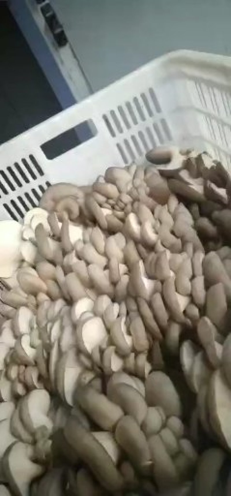 优质平菇，诚信经营，合作共赢^_^Y
