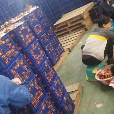 广西正宗沙糖桔，产地一手，无中间商，。。。v
