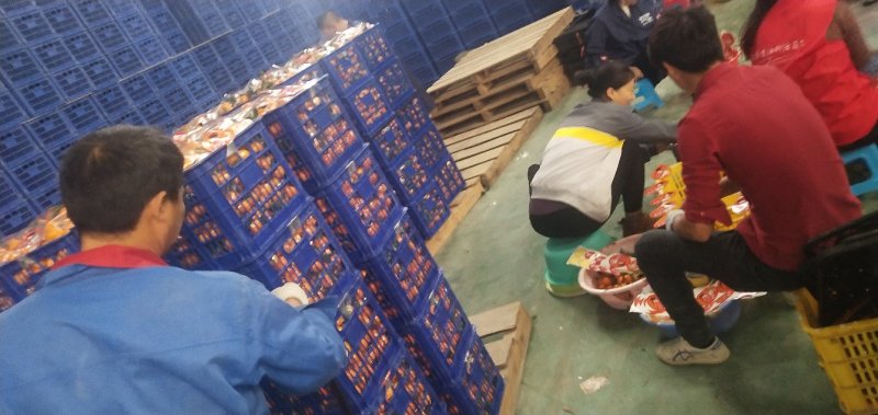 广西正宗沙糖桔，产地一手，无中间商，。。。v