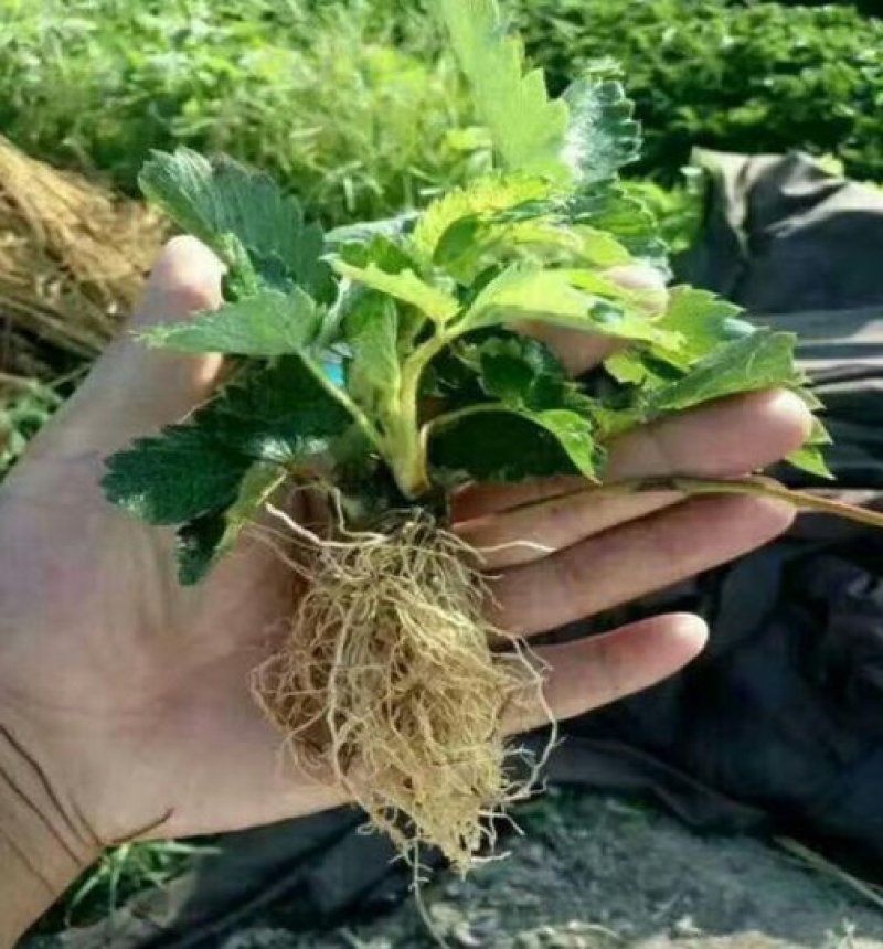 草莓种苗奶油白雪公主的是多年生草本