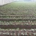 草莓种苗奶油白雪公主的是多年生草本