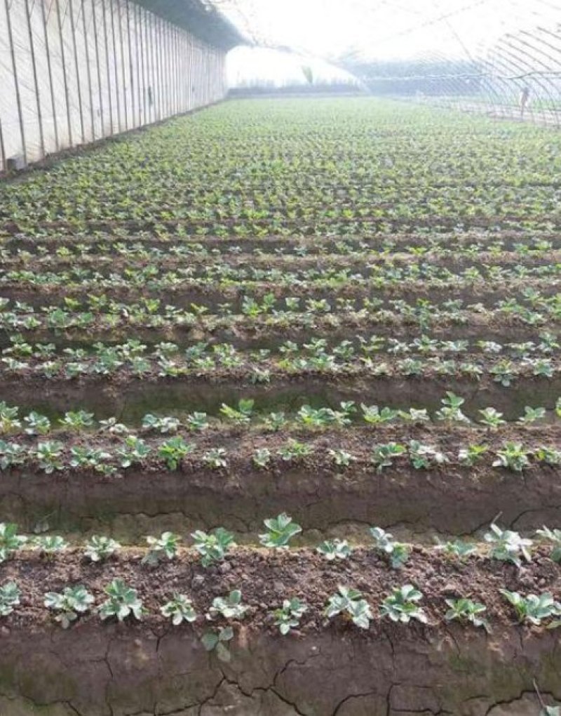 草莓种苗奶油白雪公主的是多年生草本