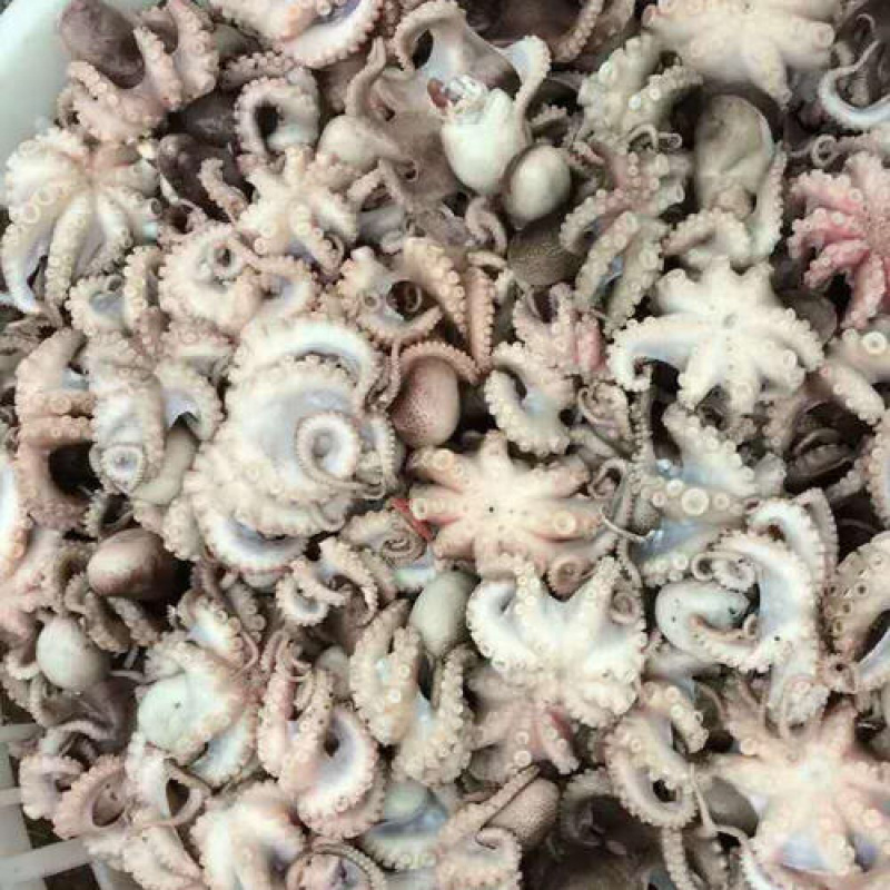 优质半熟章鱼迷你八抓鱼八带鱼