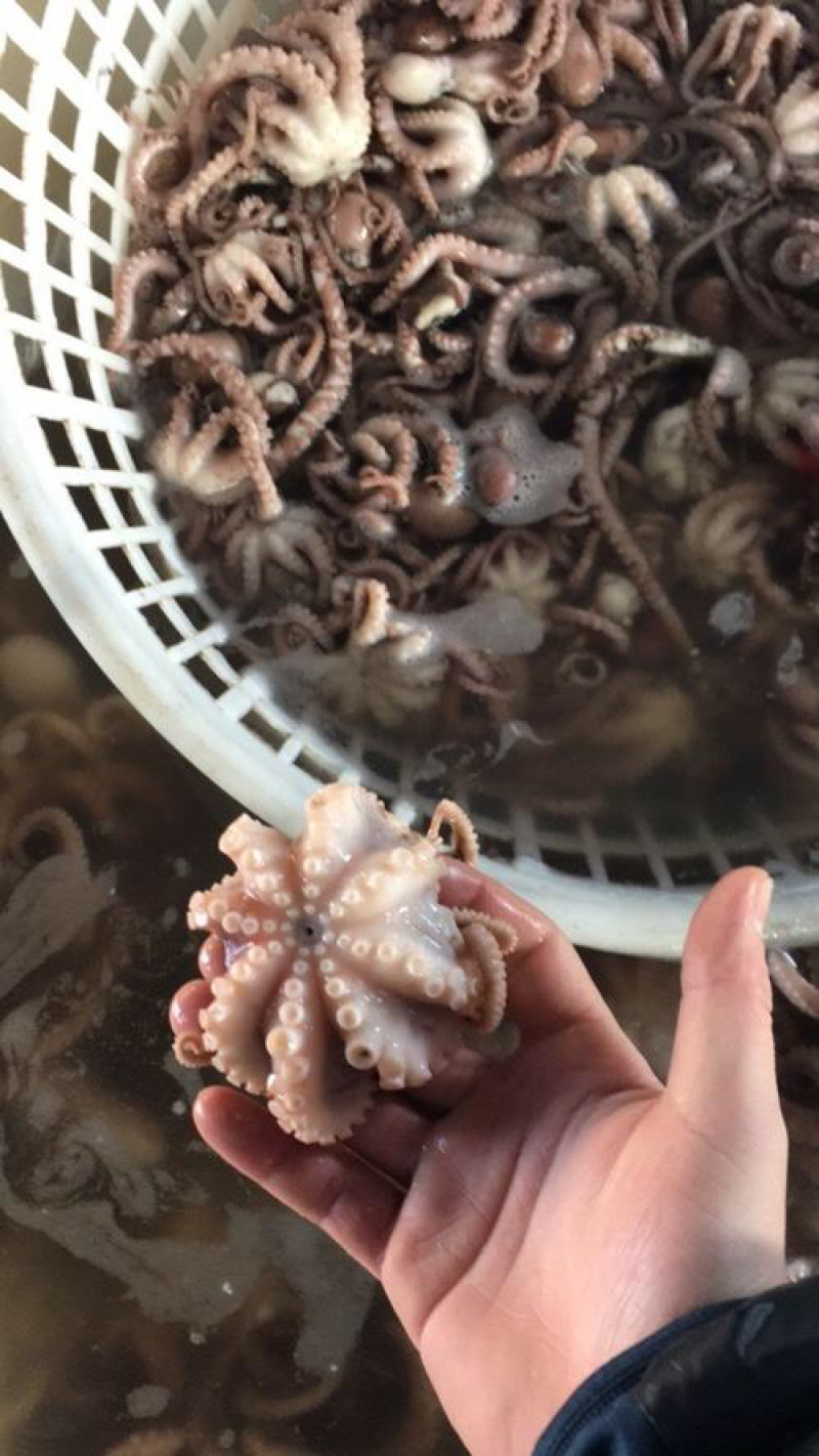 优质半熟章鱼迷你八抓鱼八带鱼