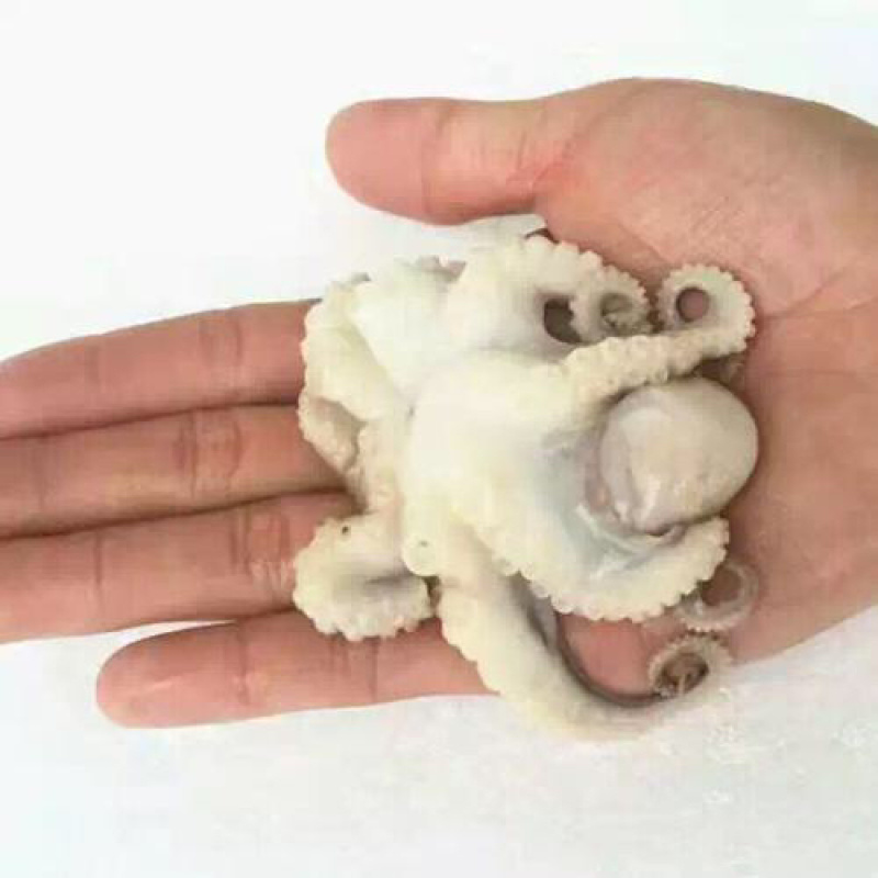 优质半熟章鱼迷你八抓鱼八带鱼
