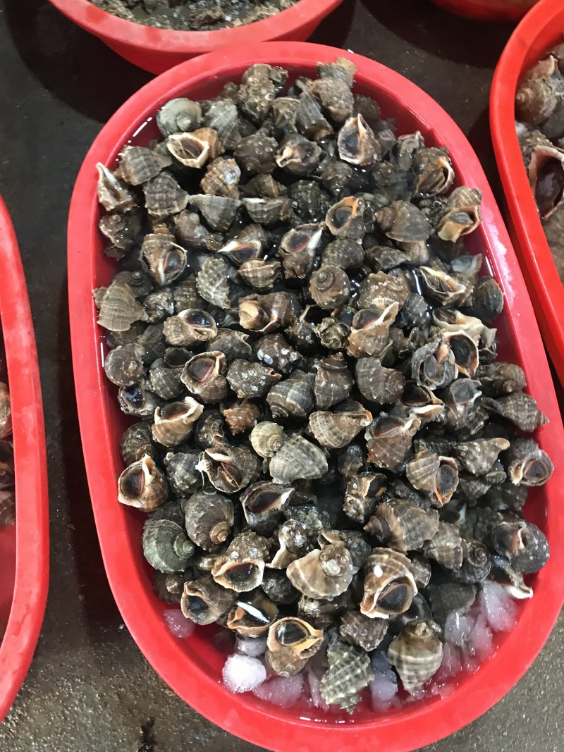 《有好货》地笼海螺不同规格海螺海螺地龙货