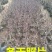 黑钻苹果盆栽水果果树苗地栽庭院四季室内室外南北方种植当年