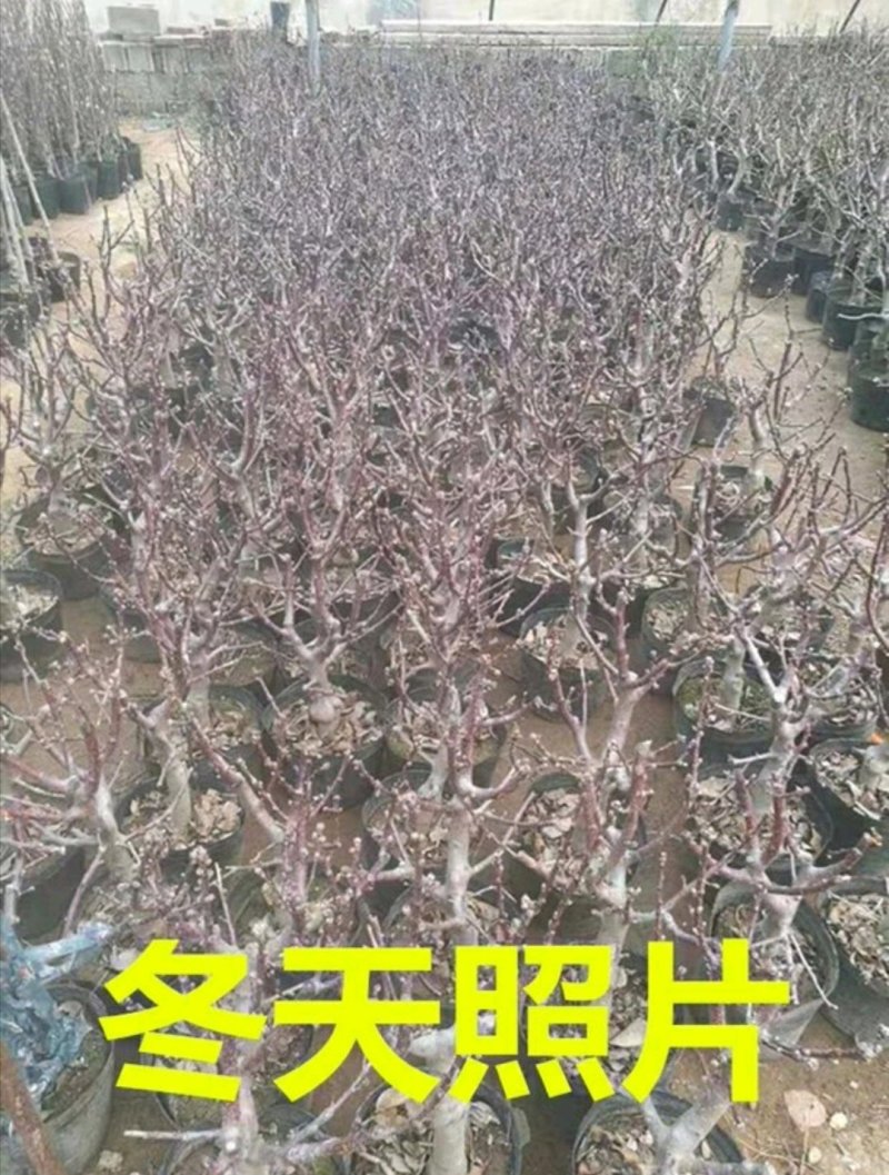 黑钻苹果盆栽水果果树苗地栽庭院四季室内室外南北方种植当年