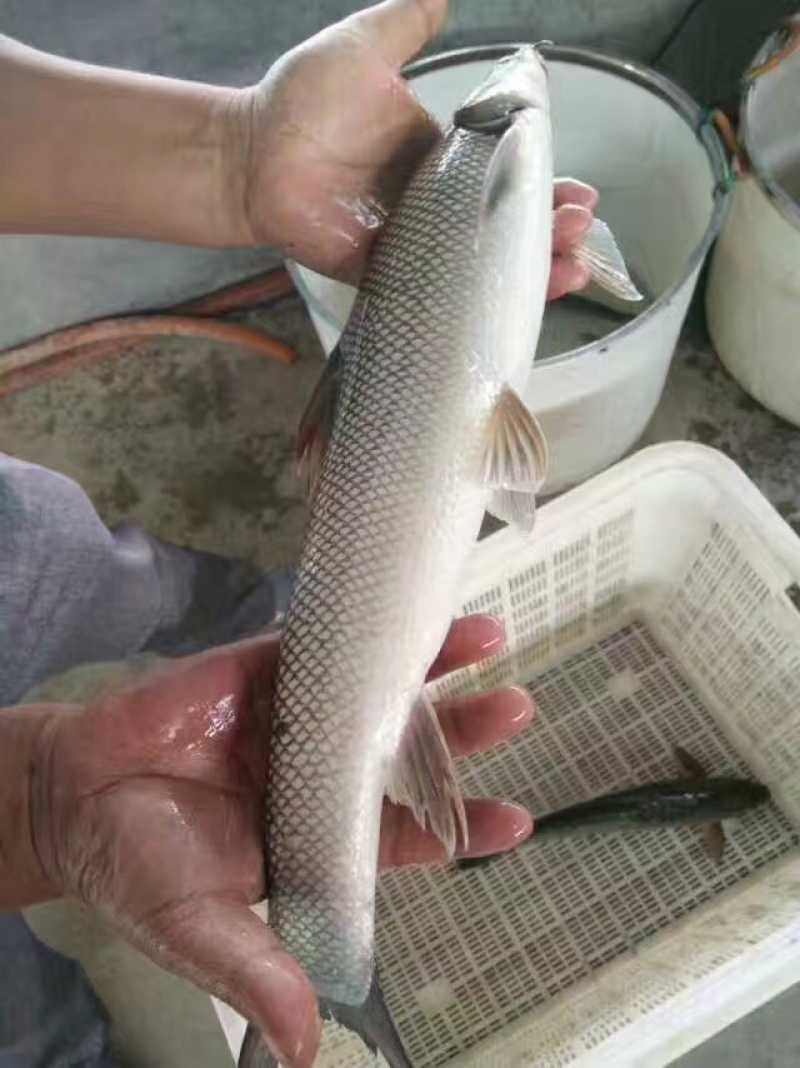 雅鱼苗送货上门，可签购销协议，保证成活率