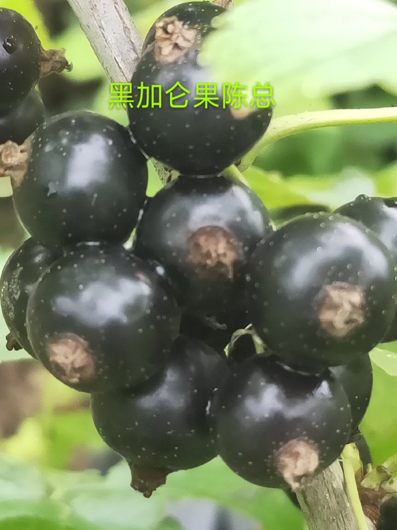黄树莓苗，常年批发各种各样苗木，当年栽苗当年挂果适合南北