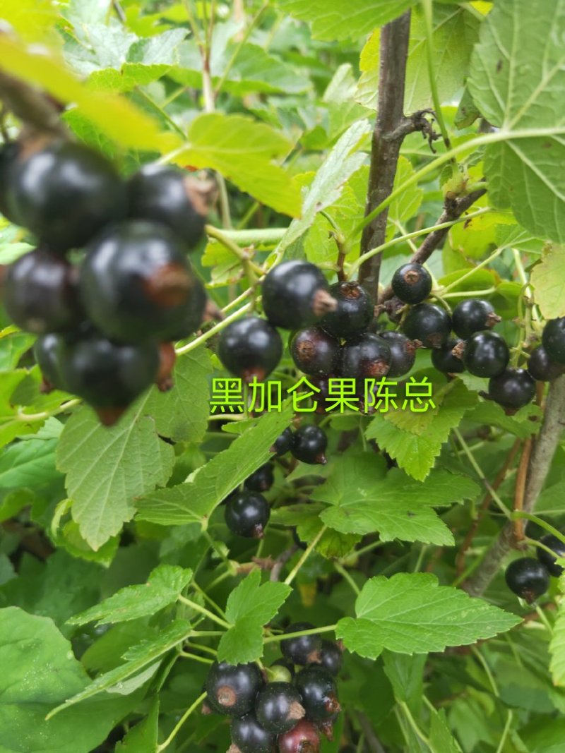 黄树莓苗，常年批发各种各样苗木，当年栽苗当年挂果适合南北