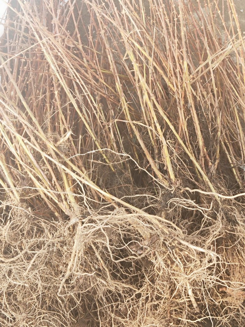 黄树莓苗，常年批发各种各样苗木，当年栽苗当年挂果适合南北