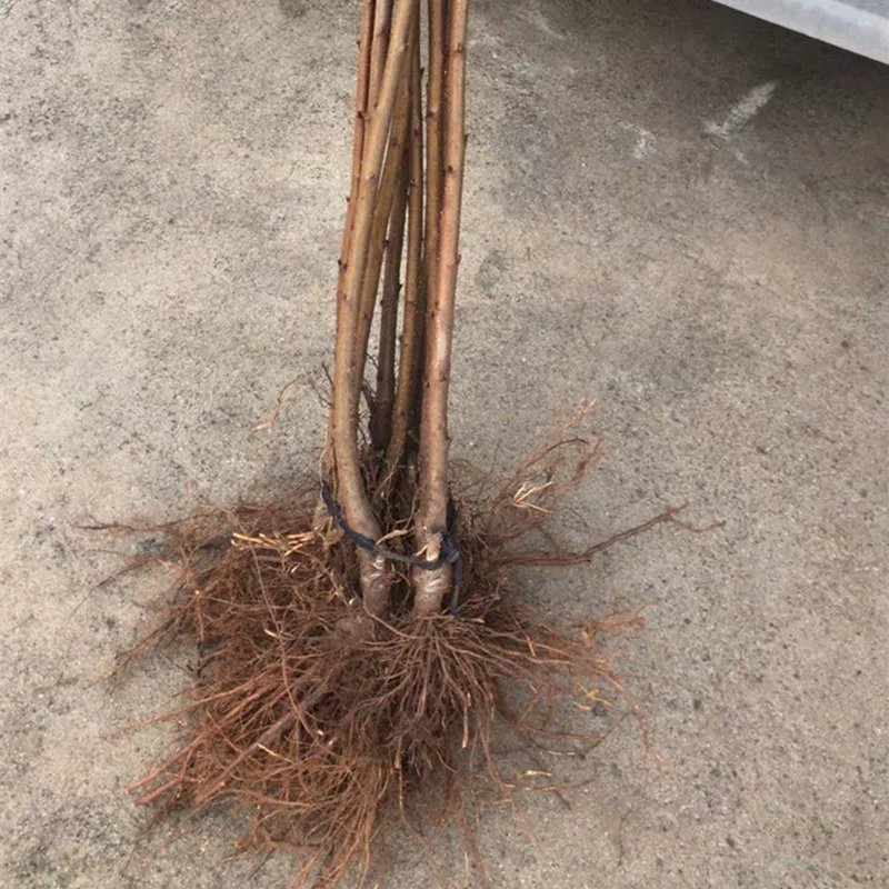 【樱桃苗树苗车厘子大樱桃苗南方种植当年结果嫁接