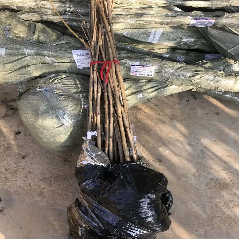 【樱桃苗树苗车厘子大樱桃苗南方种植当年结果嫁接