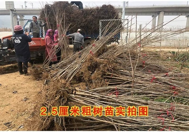 【樱桃苗树苗车厘子大樱桃苗南方种植当年结果嫁接
