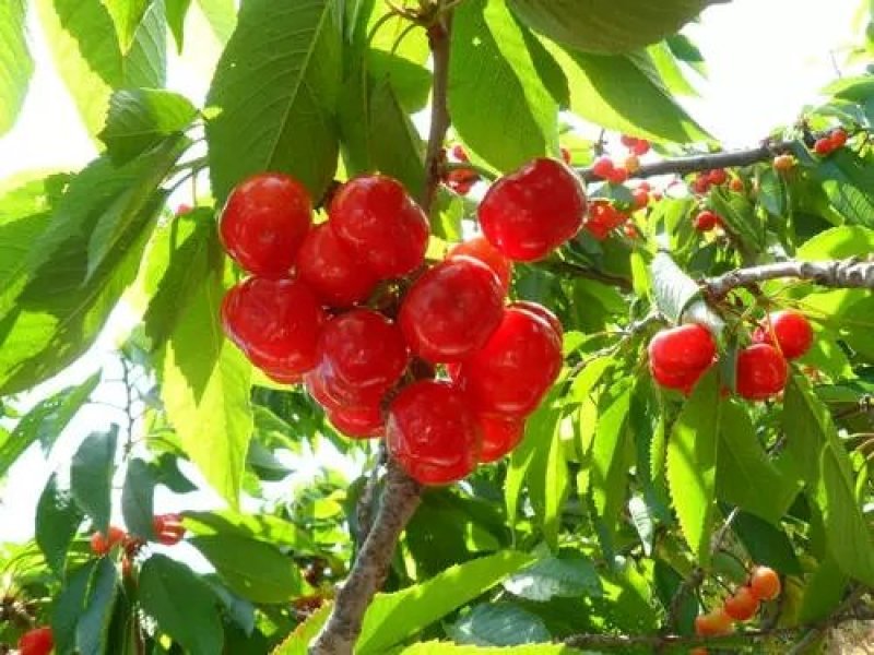 【樱桃苗树苗车厘子大樱桃苗南方种植当年结果嫁接